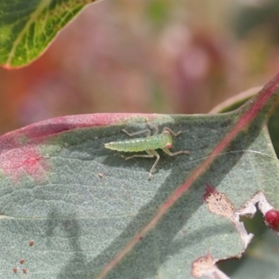 Cicadellidae (family) (Unidentified leafhopper) at Mount Mugga Mugga - 24 Nov 2020 by CathB