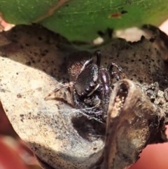 Simaethula sp. (genus) (A jumping spider) at Symonston, ACT - 24 Nov 2020 by CathB