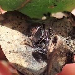 Simaethula sp. (genus) (A jumping spider) at Mount Mugga Mugga - 24 Nov 2020 by CathB