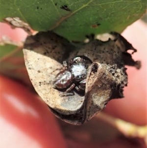 Simaethula sp. (genus) at Symonston, ACT - 25 Nov 2020