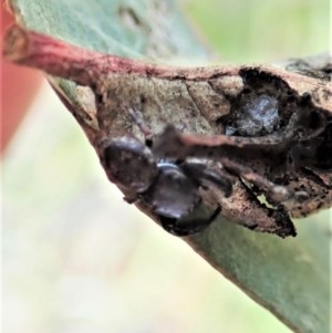 Simaethula sp. (genus) at Symonston, ACT - 25 Nov 2020