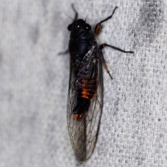 Yoyetta robertsonae (Clicking Ambertail) at O'Connor, ACT - 25 Nov 2020 by ibaird