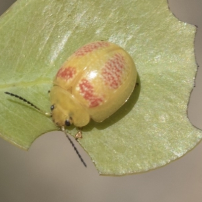 Paropsisterna fastidiosa (Eucalyptus leaf beetle) at Holt, ACT - 26 Nov 2020 by AlisonMilton