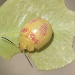 Paropsisterna fastidiosa at Holt, ACT - 26 Nov 2020