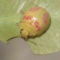 Paropsisterna fastidiosa at Holt, ACT - 26 Nov 2020