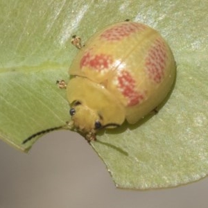 Paropsisterna fastidiosa at Holt, ACT - 26 Nov 2020