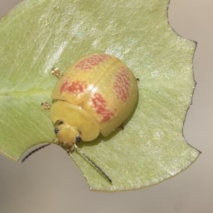 Paropsisterna fastidiosa at Holt, ACT - 26 Nov 2020