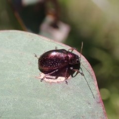 Edusella sp. (genus) (A leaf beetle) at Aranda Bushland - 26 Nov 2020 by CathB