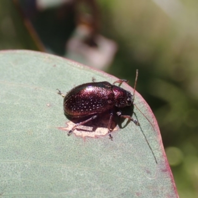 Edusella sp. (genus) (A leaf beetle) at Aranda Bushland - 27 Nov 2020 by CathB