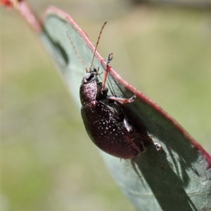 Edusella sp. (genus) at Holt, ACT - 27 Nov 2020