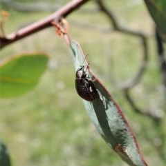 Edusella sp. (genus) at Holt, ACT - 27 Nov 2020 12:11 AM