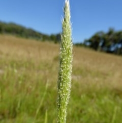 Deyeuxia quadriseta (Reed Bent) at Yass River, NSW - 29 Nov 2020 by SenexRugosus