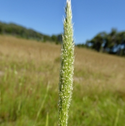 Deyeuxia quadriseta (Reed Bent) at Yass River, NSW - 29 Nov 2020 by SenexRugosus