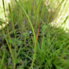 Deyeuxia quadriseta at Yass River, NSW - 29 Nov 2020