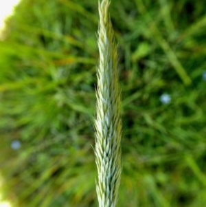 Deyeuxia quadriseta at Yass River, NSW - 29 Nov 2020