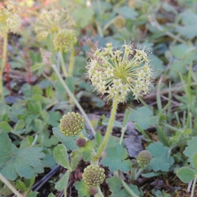 Hydrocotyle laxiflora (Stinking Pennywort) at Conder, ACT - 20 Oct 2020 by MichaelBedingfield