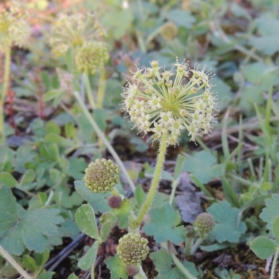 Hydrocotyle laxiflora (Stinking Pennywort) at Tuggeranong Hill - 19 Oct 2020 by michaelb