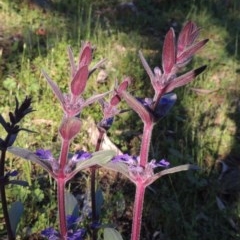 Ajuga australis (Austral Bugle) at Tuggeranong Hill - 19 Oct 2020 by michaelb