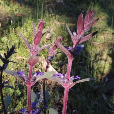 Ajuga australis (Austral Bugle) at Tuggeranong Hill - 19 Oct 2020 by michaelb