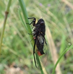 Yoyetta timothyi (Brown Firetail Cicada) at Cook, ACT - 23 Nov 2020 by CathB
