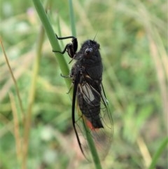 Yoyetta timothyi at Cook, ACT - 23 Nov 2020