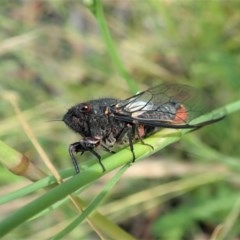 Yoyetta timothyi at Cook, ACT - 23 Nov 2020