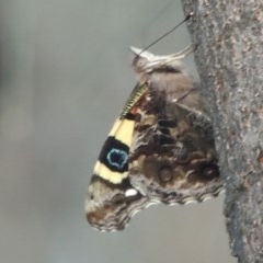 Vanessa itea (Yellow Admiral) at Tuggeranong Hill - 19 Oct 2020 by michaelb