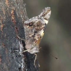 Vanessa itea at Theodore, ACT - 20 Oct 2020