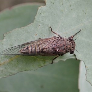 Atrapsalta furcilla at Cook, ACT - 22 Nov 2020