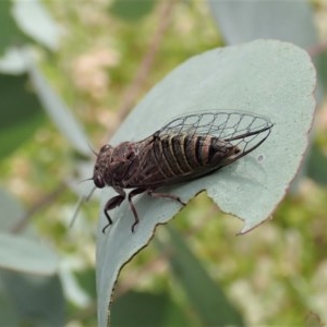 Atrapsalta furcilla at Cook, ACT - 22 Nov 2020