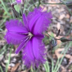 Thysanotus tuberosus subsp. tuberosus (Common Fringe-lily) at Mount Ainslie - 27 Nov 2020 by JenniM