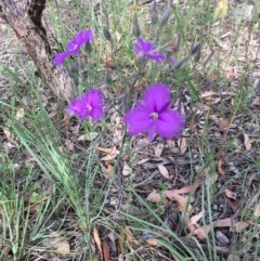 Thysanotus tuberosus subsp. tuberosus at Campbell, ACT - 27 Nov 2020