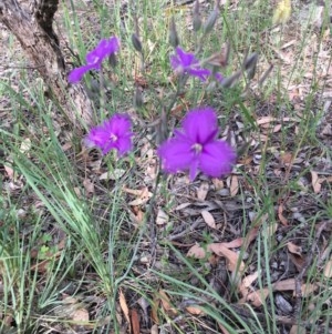 Thysanotus tuberosus subsp. tuberosus at Campbell, ACT - 27 Nov 2020