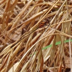 Nososticta solida (Orange Threadtail) at Fyshwick, ACT - 26 Nov 2020 by RodDeb