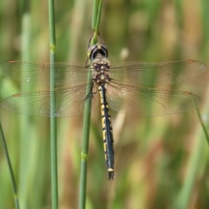 Hemicordulia tau at Fyshwick, ACT - 26 Nov 2020 11:21 PM