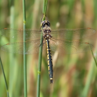 Hemicordulia tau (Tau Emerald) at Jerrabomberra Wetlands - 26 Nov 2020 by RodDeb