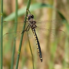 Hemicordulia tau at Fyshwick, ACT - 26 Nov 2020 11:21 PM