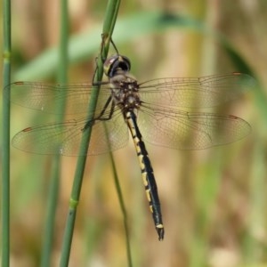 Hemicordulia tau at Fyshwick, ACT - 26 Nov 2020