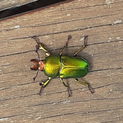 Lamprima aurata (Golden stag beetle) at Cook, ACT - 27 Nov 2020 by LuluBird