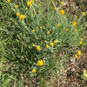 Chrysocephalum apiculatum at Delegate, NSW - 1 Nov 2020