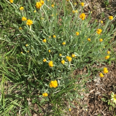 Chrysocephalum apiculatum (Common Everlasting) at Delegate, NSW - 31 Oct 2020 by BlackFlat