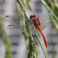 Diplacodes bipunctata (Wandering Percher) at Fyshwick, ACT - 26 Nov 2020 by RodDeb