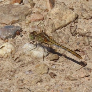 Diplacodes bipunctata at Fyshwick, ACT - 26 Nov 2020 11:13 PM