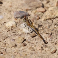 Diplacodes bipunctata at Fyshwick, ACT - 26 Nov 2020 11:13 PM