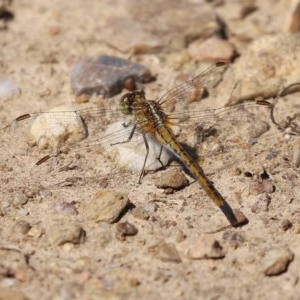 Diplacodes bipunctata at Fyshwick, ACT - 26 Nov 2020