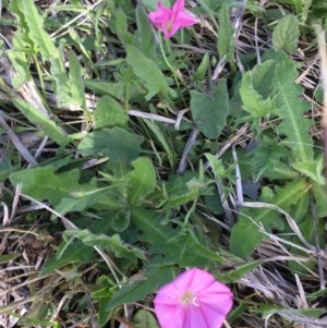 Convolvulus angustissimus subsp. angustissimus at Delegate, NSW - 1 Nov 2020