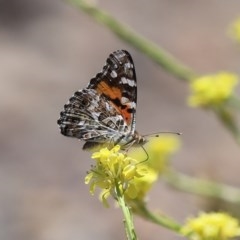 Vanessa kershawi (Australian Painted Lady) at Fyshwick, ACT - 27 Nov 2020 by RodDeb