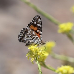 Vanessa kershawi at Fyshwick, ACT - 27 Nov 2020