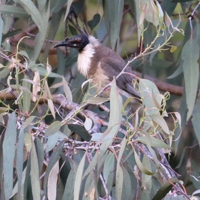 Philemon corniculatus (Noisy Friarbird) at WREN Reserves - 27 Nov 2020 by KylieWaldon