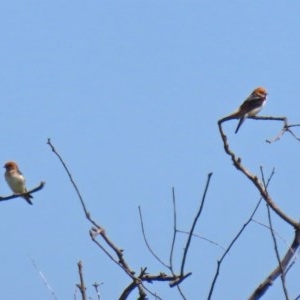 Petrochelidon ariel at Fyshwick, ACT - 26 Nov 2020